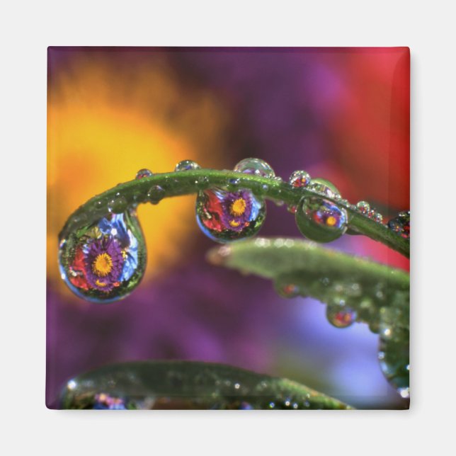 USA, Oregon, Close-up abstract of purple Magnet (Front)