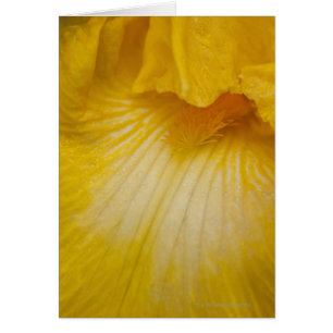 USA, Oregon, Close-up of yellow iris