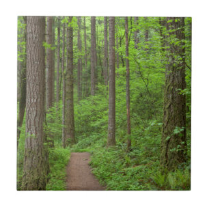 USA, Oregon, Columbia River Gorge. Elowah Falls Tile