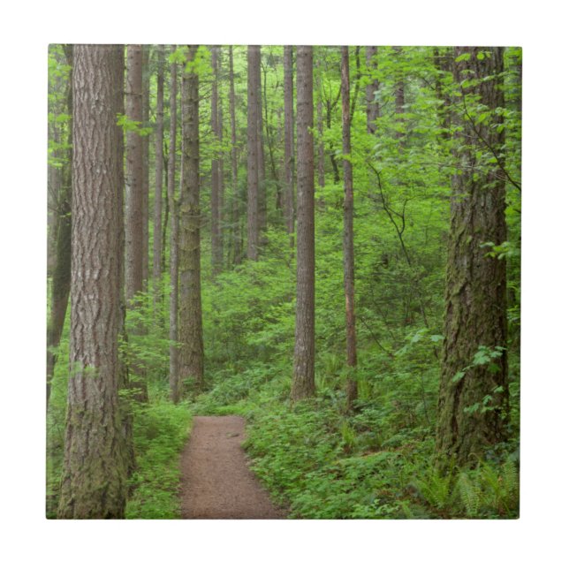 USA, Oregon, Columbia River Gorge. Elowah Falls Tile (Front)