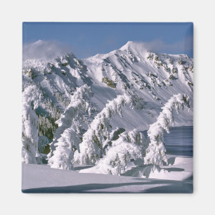 USA, Oregon, Crater Lake NP. Trees bow under the Magnet