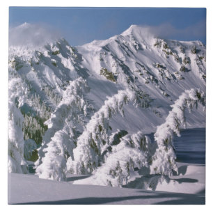 USA, Oregon, Crater Lake NP. Trees bow under the Tile