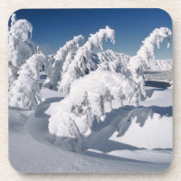 USA, Oregon, Crater Lake NP. Trees droop under a