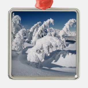 USA, Oregon, Crater Lake NP. Trees droop under a Metal Tree Decoration