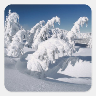 USA, Oregon, Crater Lake NP. Trees droop under a Square Sticker