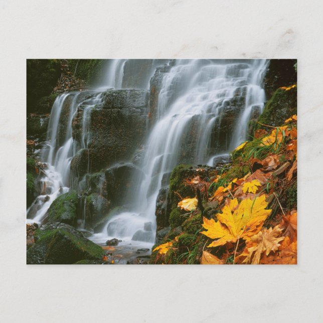 USA, Oregon, Fairy Falls, Columbia River Gorge Postcard (Front)