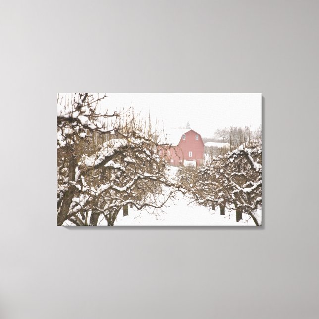 USA, Oregon, Hood River. Snow covered Apple Canvas Print (Front)