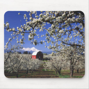 USA, Oregon, Hood River Valley, Pear orchard Mouse Mat