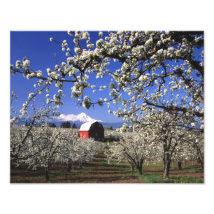 USA, Oregon, Hood River Valley, Pear orchard Photo Print