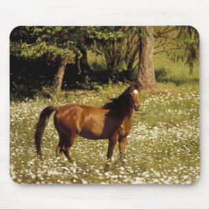 USA, Oregon. Horse in field of daisies Mouse Mat