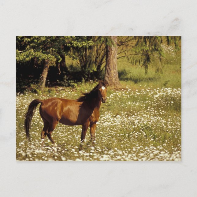 USA, Oregon. Horse in field of daisies Postcard (Front)