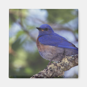 USA, Oregon. Male Western Bluebird Magnet