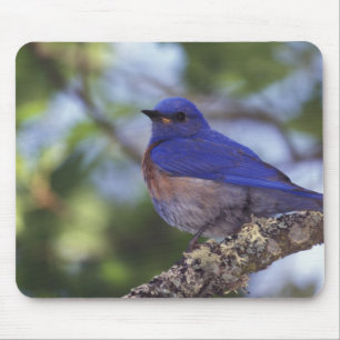 USA, Oregon. Male Western Bluebird Mouse Mat