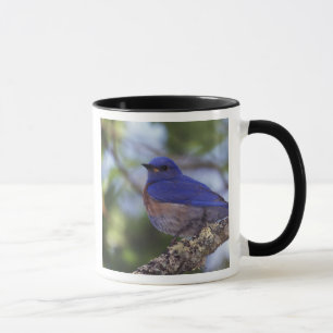 USA, Oregon. Male Western Bluebird Mug