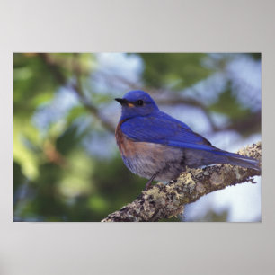 USA, Oregon. Male Western Bluebird Poster