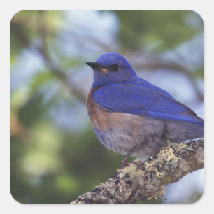 USA, Oregon. Male Western Bluebird Square Sticker