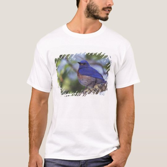 USA, Oregon. Male Western Bluebird T-Shirt