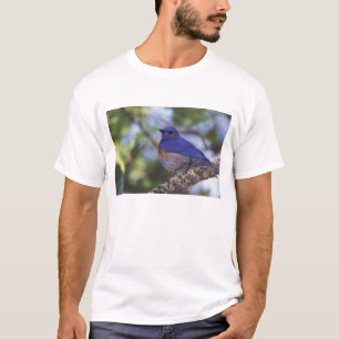 USA, Oregon. Male Western Bluebird T-Shirt