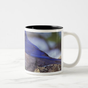 USA, Oregon. Male Western Bluebird Two-Tone Coffee Mug