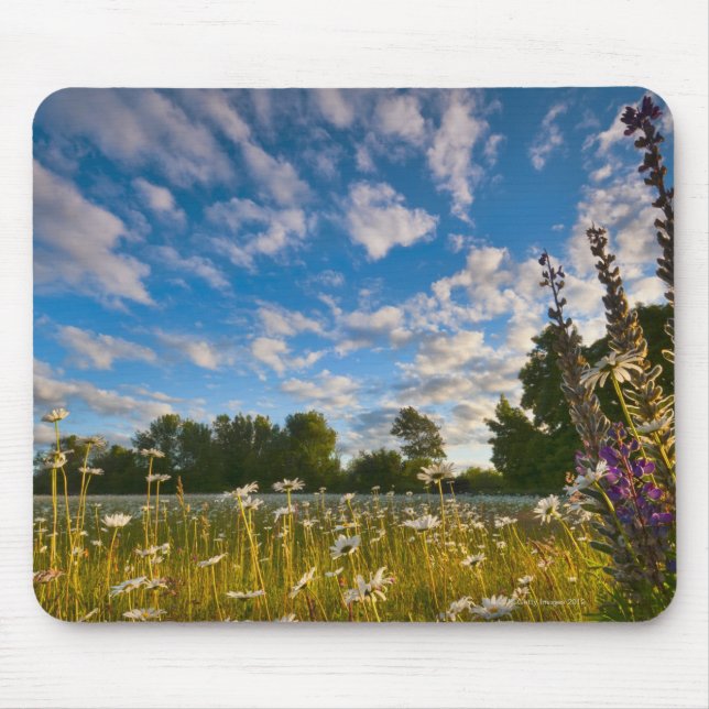 USA, Oregon, Marion County, Meadow with Mouse Mat (Front)