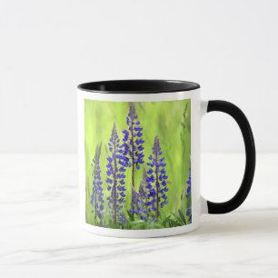USA, Oregon, Mt. Hood National Forest, Lupine Mug