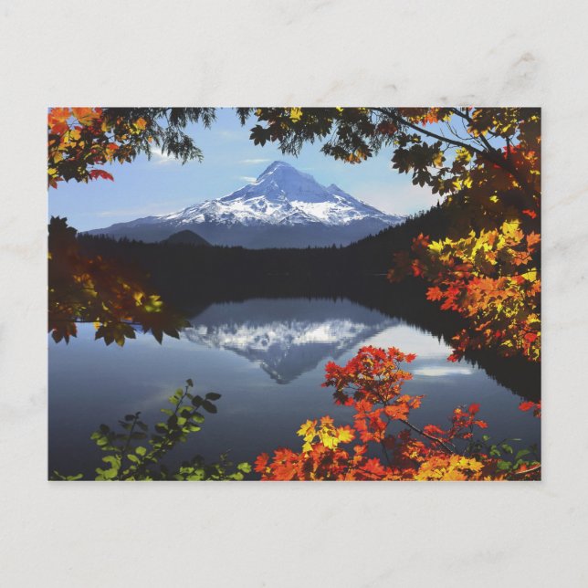 USA, Oregon, Mt. Hood National Forest. Postcard (Front)