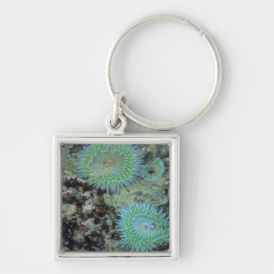 USA, Oregon, Nepture SP. Jewel-toned sea Key Ring