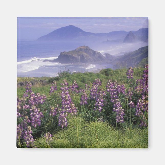 USA, Oregon, Nesika Beach. Lupine and Oregon Magnet (Front)