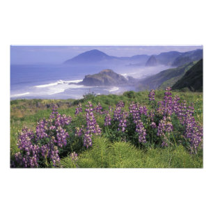 USA, Oregon, Nesika Beach. Lupine and Oregon Photo Print