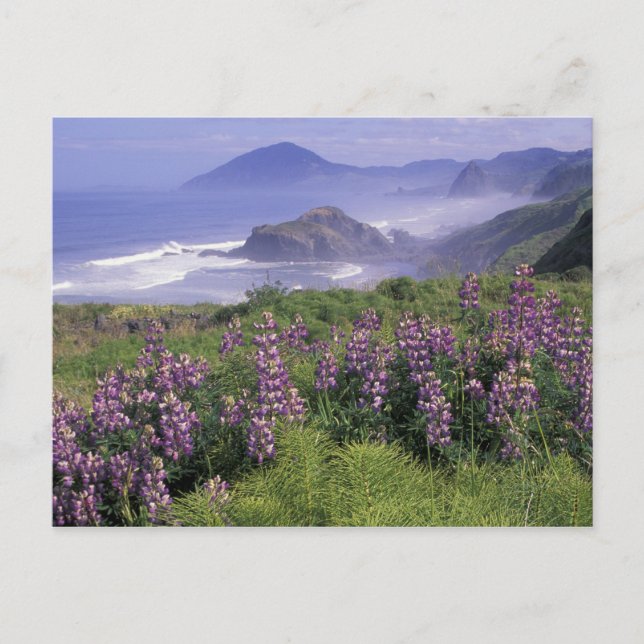 USA, Oregon, Nesika Beach. Lupine and Oregon Postcard (Front)