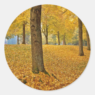 USA, Oregon, Portland. American Linden Trees Classic Round Sticker