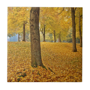 USA, Oregon, Portland. American Linden Trees Tile