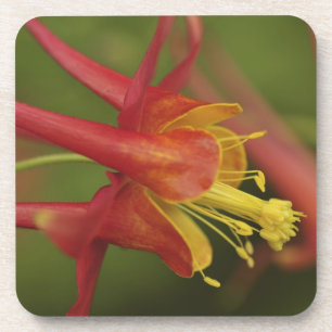 USA, Oregon, Portland. Close-up of columbine Coaster
