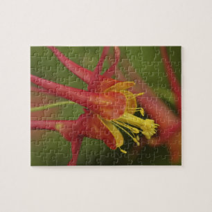 USA, Oregon, Portland. Close-up of columbine Jigsaw Puzzle