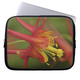 USA, Oregon, Portland. Close-up of columbine Laptop Sleeve