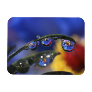 USA, Oregon, Portland, Close-up of ladybird Magnet
