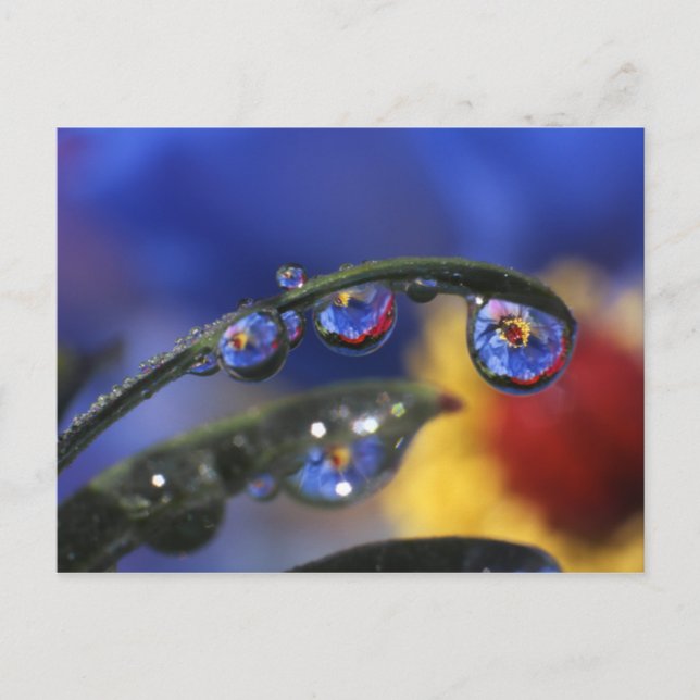 USA, Oregon, Portland, Close-up of ladybird Postcard (Front)