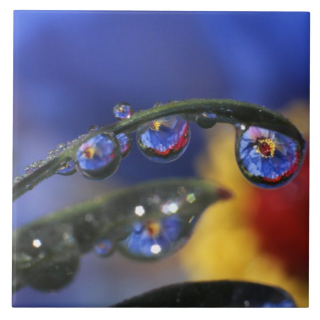 USA, Oregon, Portland, Close-up of ladybird Tile (Front)
