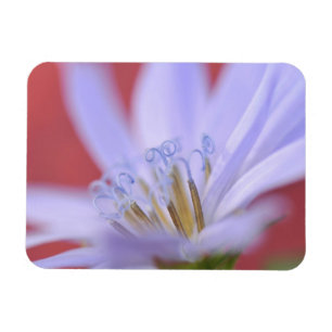 USA, Oregon, Portland. Close-up of wild chicory Magnet