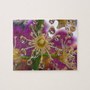 USA, Oregon, Portland. Cosmos flowers reflect in Jigsaw Puzzle