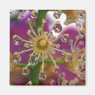 USA, Oregon, Portland. Cosmos flowers reflect in Magnet