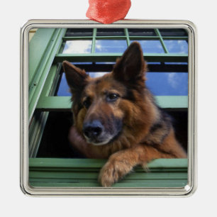 USA, Oregon, Portland. Griff the long-hair Metal Tree Decoration