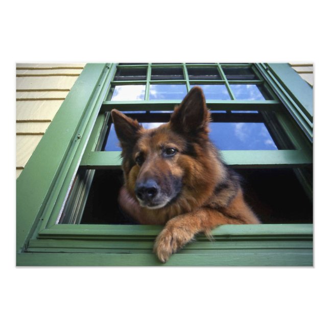 USA, Oregon, Portland. Griff the long-hair Photo Print (Front)