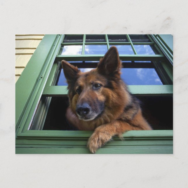 USA, Oregon, Portland. Griff the long-hair Postcard (Front)