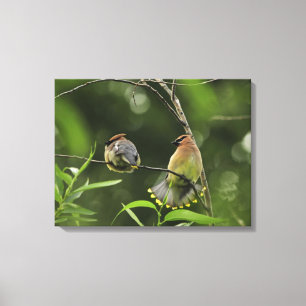 USA, Oregon, Portland. Male cedar waxwing Canvas Print