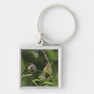USA, Oregon, Portland. Male cedar waxwing Key Ring