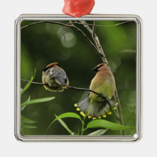 USA, Oregon, Portland. Male cedar waxwing Metal Tree Decoration
