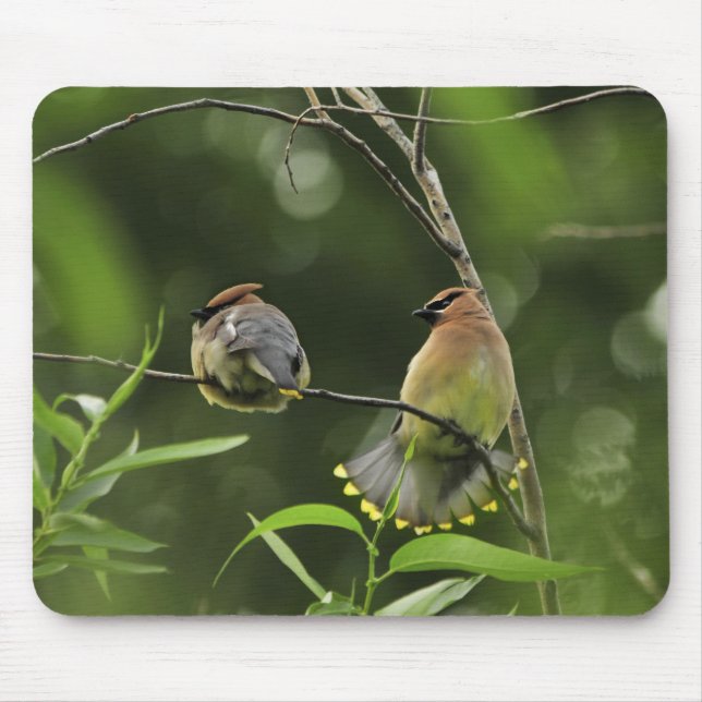 USA, Oregon, Portland. Male cedar waxwing Mouse Mat (Front)