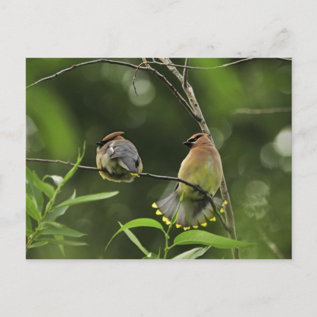 USA, Oregon, Portland. Male cedar waxwing Postcard (Front)