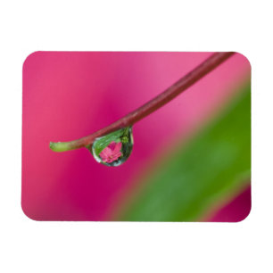 USA, Oregon, Shore Acres Gardens, Water droplet Magnet